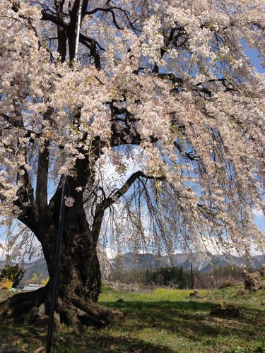 和美の桜３ (600x800).jpg