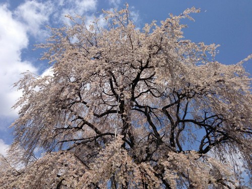和美の桜５ (800x600).jpg